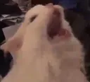 catSCREAM