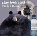 bear bear