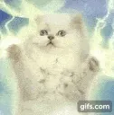 GifNekoThunder