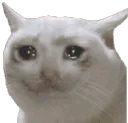 KitCryingBlink