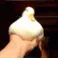 cuspThatDuck
