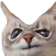 nobrainest