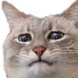 dissapointest