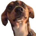 doggo