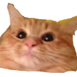 WaduCat