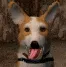 dani_bark