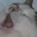 AAA