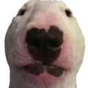 Walter