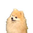 :pombark: Discord Emote