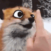 :boop: Discord Emote