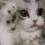 cutecat cutecat