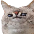 raisest
