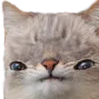 widest
