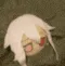 bokoro_headpats