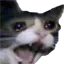 SAD_CAT Discord Emoji