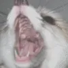 foxyfenscrem