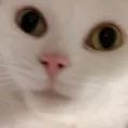 cat2
