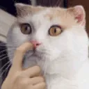 1CatNose