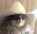 meowdy meowdy