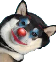 shibaclown