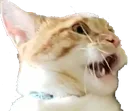 FellorGasp