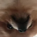 olivewhereisyourgodnow