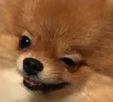 olivewink