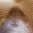 hamst