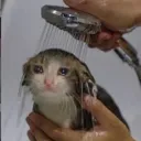 Cat2 cat2 Discord Emoji