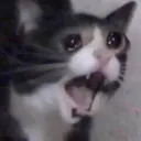 crai