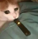 sadslorp sadslorp