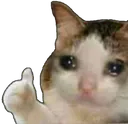sadK sadK