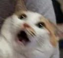 cat2