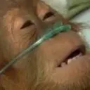 DeadMonkey