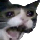 saddestcat