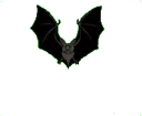 Bat Bat
