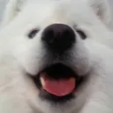 sam