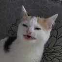 WeirdCett WeirdCett