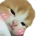 tkc_uwu