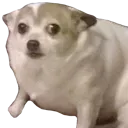 concerndoggo