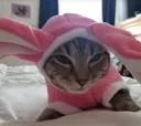 TacoBunny