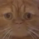 catStare Discord Emoji