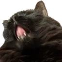 bcstinky