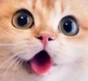 kittyPogChamp