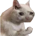 sadcat Discord Emoji