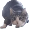 catWiggle