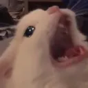waah