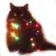 Xmascat Discord Emoji