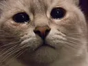 SAD SAD