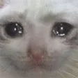 sadcat